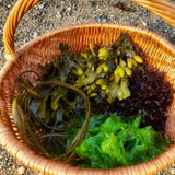 Basket of mixed fresh cut seaweeds
