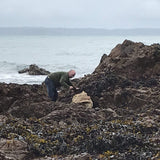 Ben collecting seaweed on the rocks 