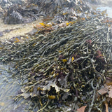 Ascophyllum nedosum seaweed also known as Egg Wrack