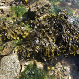 Image of seaweed, shells and rock pool 