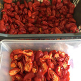 image of fresh hot chillis being cut up before drying for chilli seaweed salt 